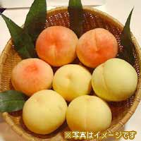 岡山の完熟白桃